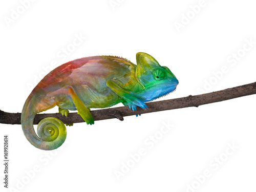 chameleon on a branch with a spiral tail. The colors of the rainbow