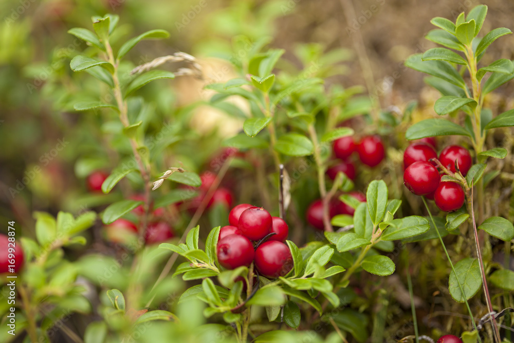 foraging bacground with edible berries foraging bacground with edible berries