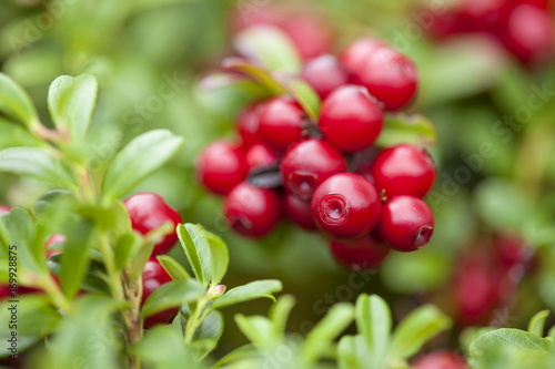foraging bacground with edible berries