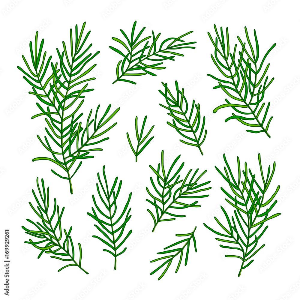 Obraz premium Collection green branches of a Christmas tree isolated on white background. Vector illustration.