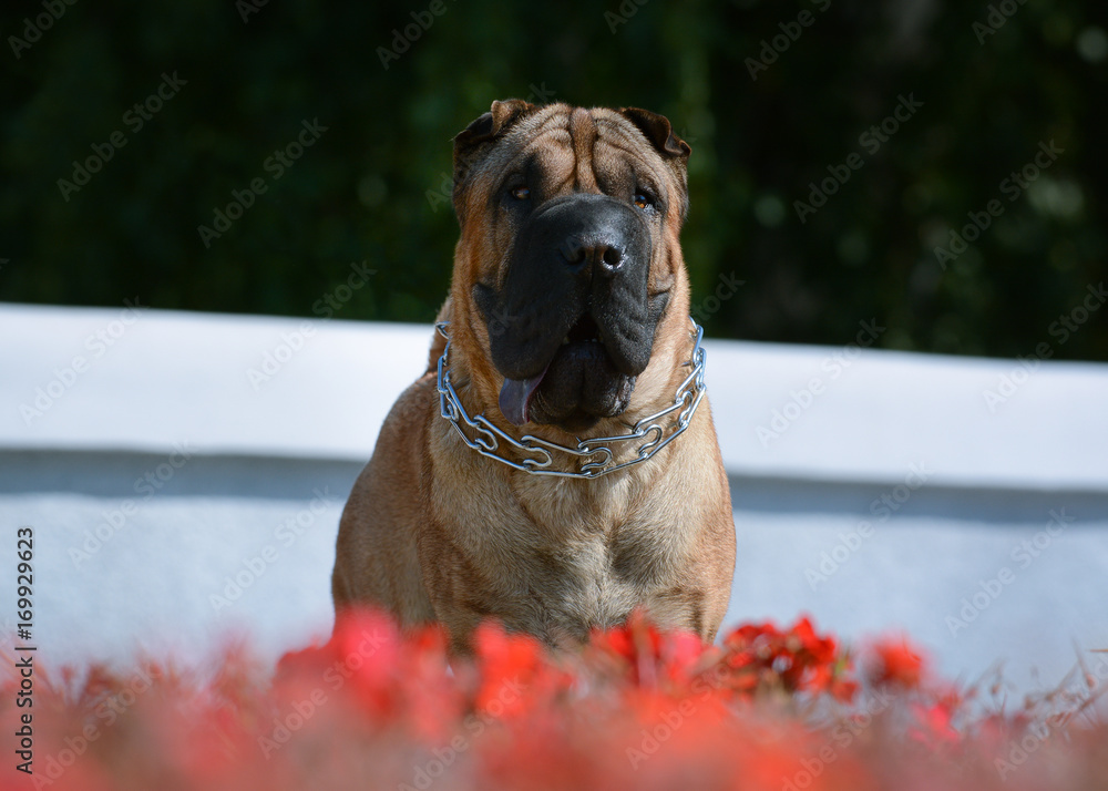 Portrait of a Shar Pei with red flowers
