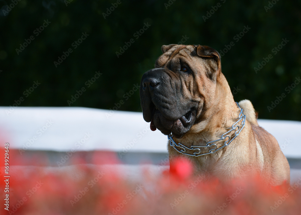 Portrait of a Shar Pei with red flowers