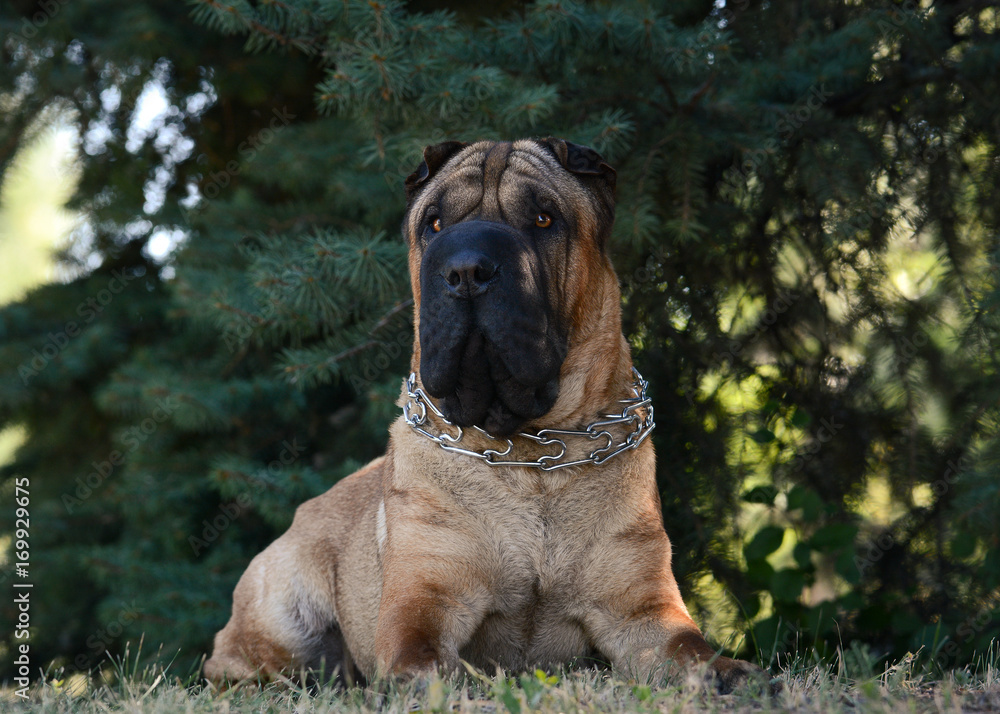 Shar Pei lies in a forest fir-trees