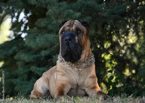 Obraz na płótnie Shar Pei lies in a forest fir-trees w salonie