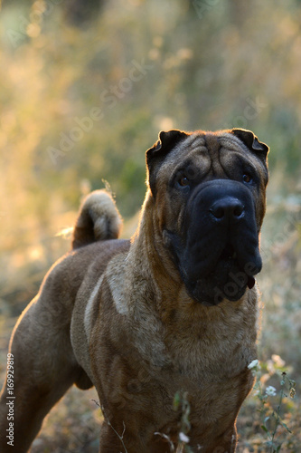 Portrait of a Shar Pei  in a forest  