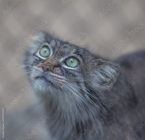 Photography wild cat
