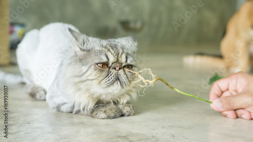 Gray striped Persian cat and a root of Indian acalypha. photo