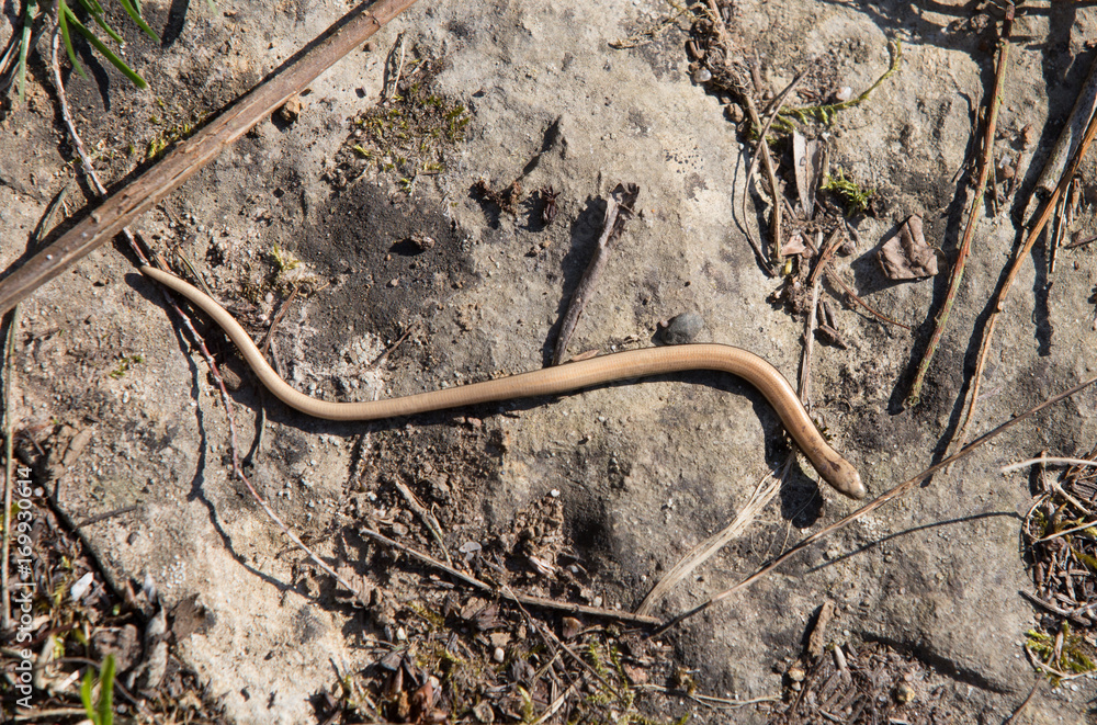 young slowworm