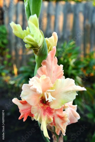  gladiolus tender