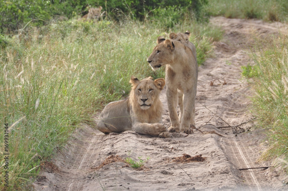 Lions at ease Lions at ease