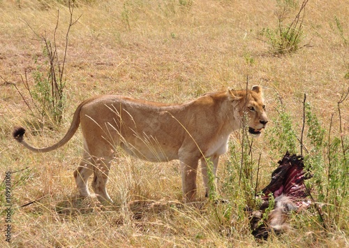 Lioness with bush meat