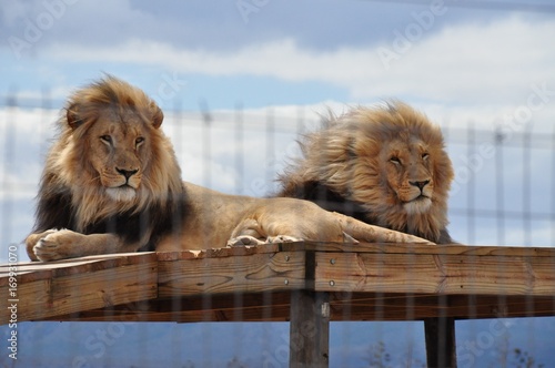 Photos Lions Chuck and Norris