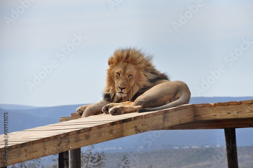 Lion Chuck resting