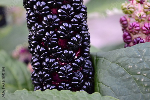 bush fruit