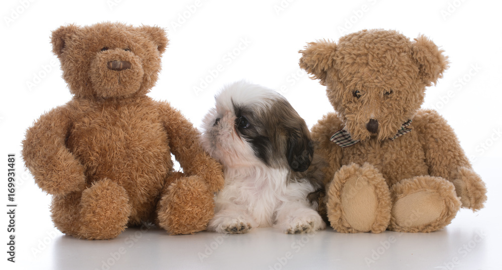 shih tzu puppy shih tzu puppy