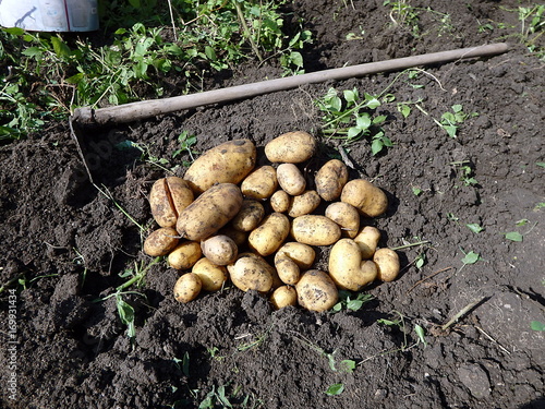 Potato harvesting, Fresh potatoes when harvested from organic farms, Potatoes and hoe in the garden, 