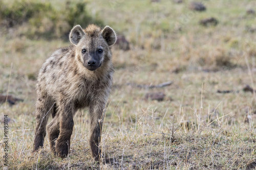 Young Hyena Walking