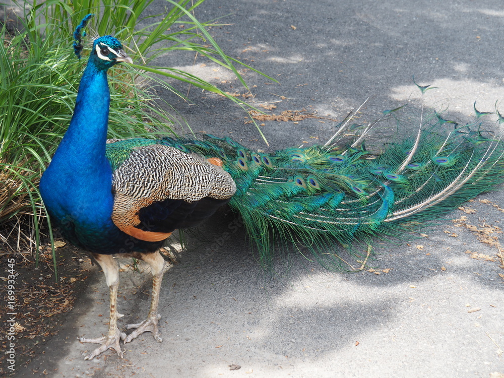 Obraz premium Beautiful Peacock