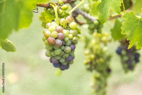 Grapes in vineyard.