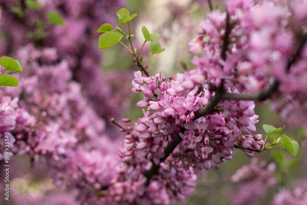 Blooming tree