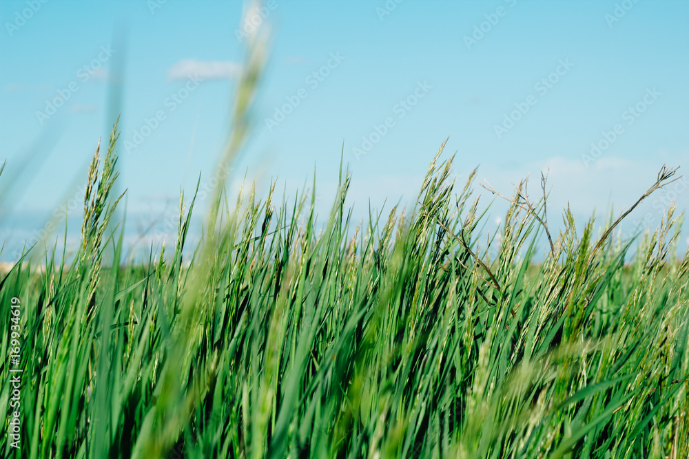 Fototapeta premium beautiful natural backdrop of high green grass and blue sky