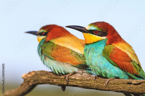 couple of beautiful birds © drakuliren