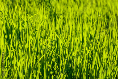 Juicy grass on sunny day