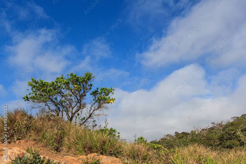 Obraz premium Scenic path in Horton Plains