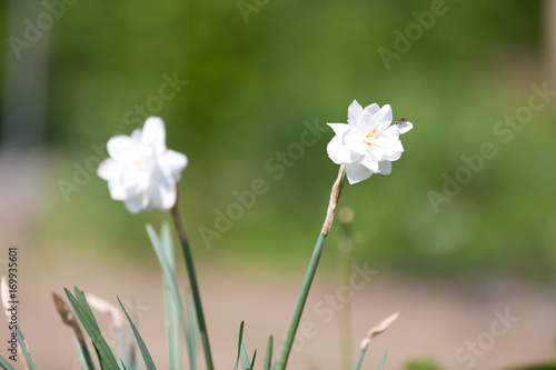 Fototapeta Naklejka Na Ścianę i Meble -  The daffodils bloom in spring garden