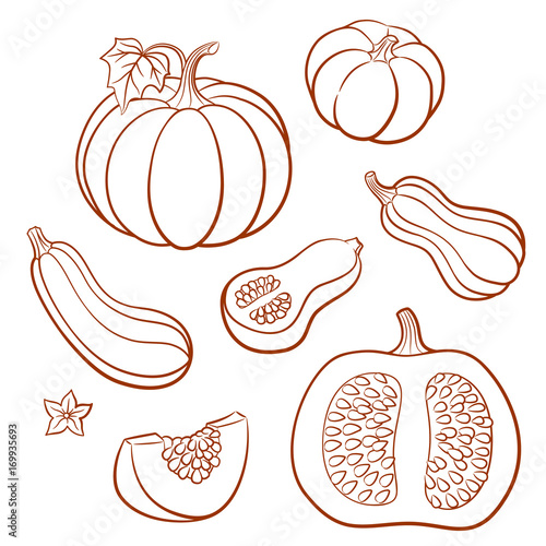 Set of outline vector vegetables. Pumpkins, butternut squash, vegetable marrow; zucchini. Whole fruits with leaves and flowers and slices with seeds