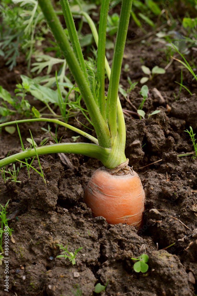 Orange carrot top in soil Orange carrot top in soil