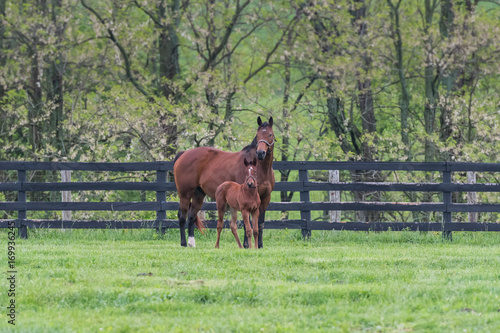 Foal and Mare Stand in Paddock in Early Spring