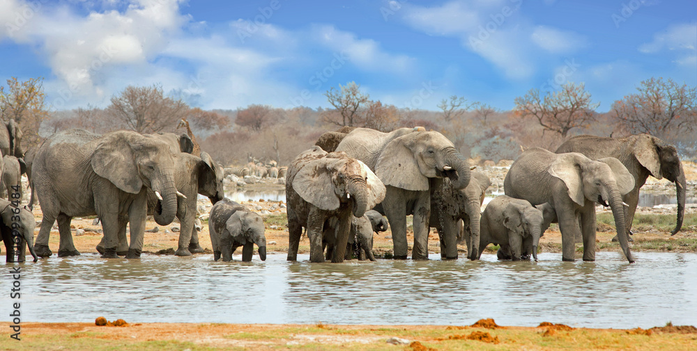 Obraz premium Elephant panorama at a a waterhole in Etosha National Park, Namibia