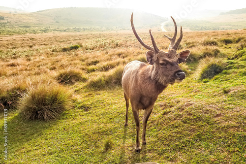 Sambar deer in wild