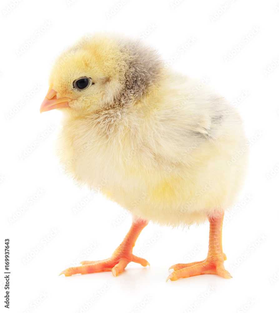 Small yellow chicken. Small yellow chicken.
