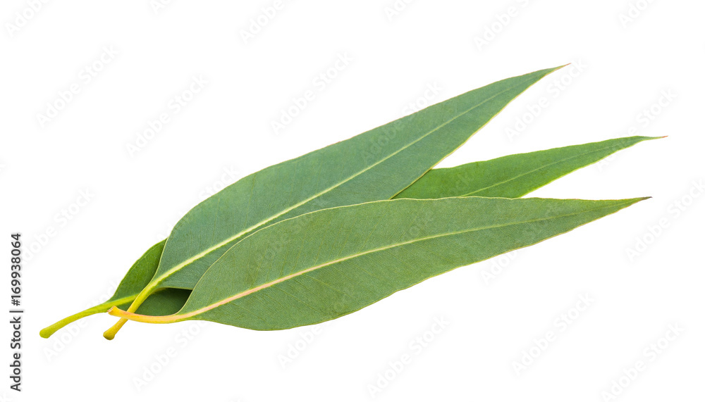 Obraz premium Fresh eucalyptus leaves