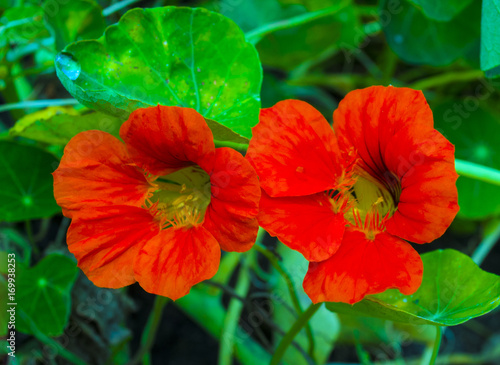 nasturtium. Nasturtium flowers. Nasturtium edible flower