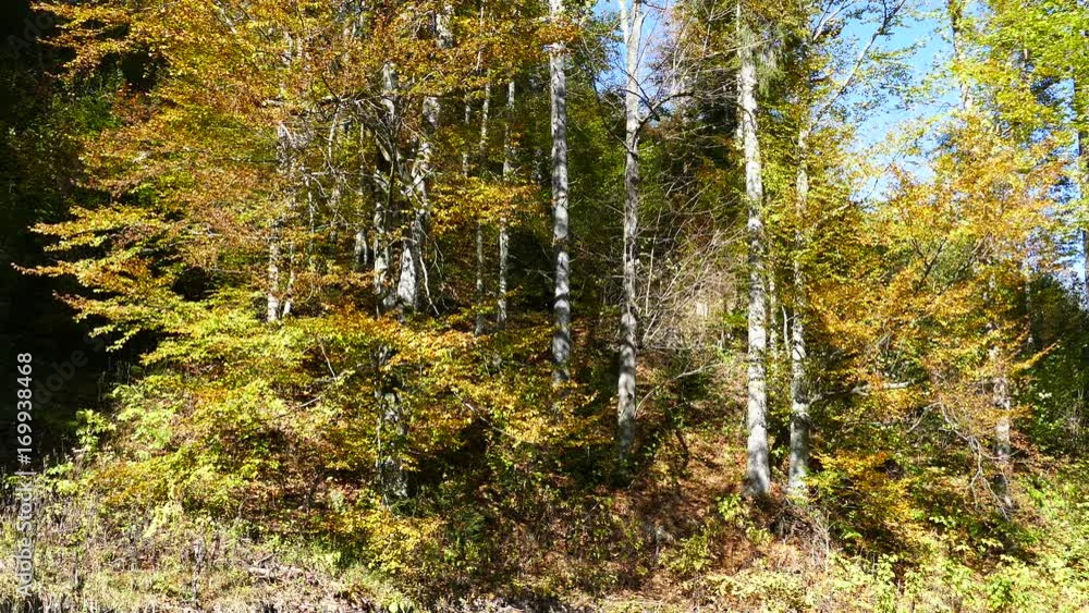 Forest during autumn in Ardeluta Romania Forest during autumn in Ardeluta Romania