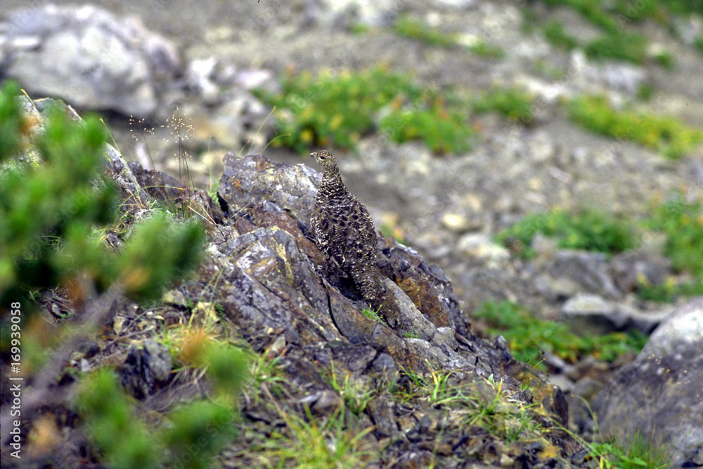 Obraz premium ライチョウ