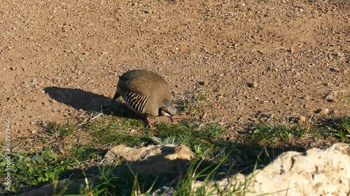 Red-legged Partridge at the Temple of Poseidon at Cape Sounio Greece photo