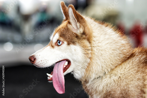 husky dog on agility