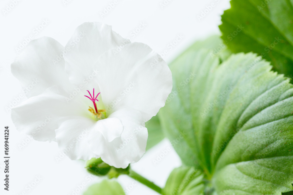 Obraz premium white flower on a white background