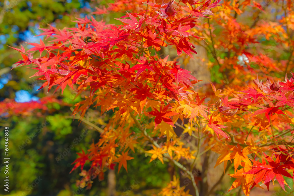 The autumn leaves.The shooting place is Kamakura city Kanagawa prefecture Japan. The autumn leaves.The shooting place is Kamakura city Kanagawa prefecture Japan.