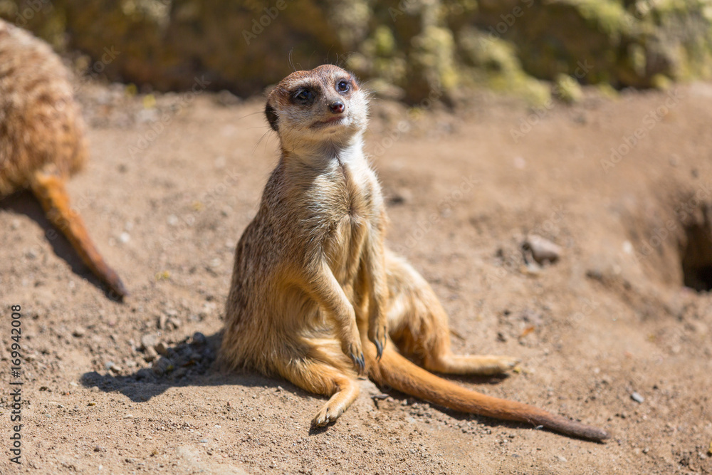 Fototapeta premium Curious meerkat in the wild