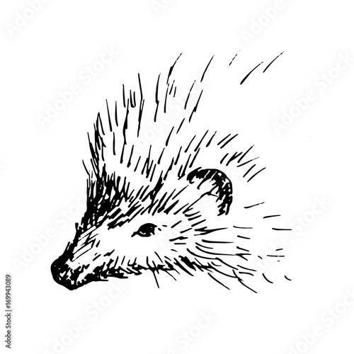 Hand drawn hedgehog, wild animal. Sketch, vector illustration.