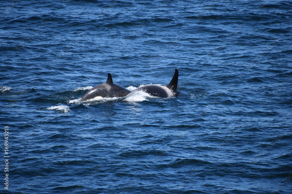 Fototapeta premium Orca Whales off the Front of our cruise Ship in Alaska