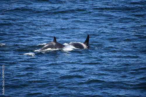 Orca Whales off the Front of our cruise Ship in Alaska