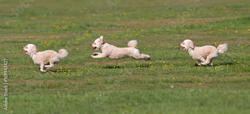 Bilde på lerret Dog running in a field. Time lapse
