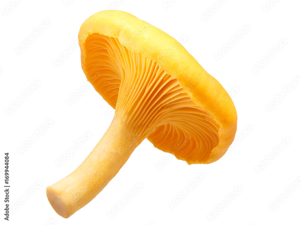Chanterelle Cantharellus cibarius mushroom, paths Chanterelle Cantharellus cibarius mushroom, paths