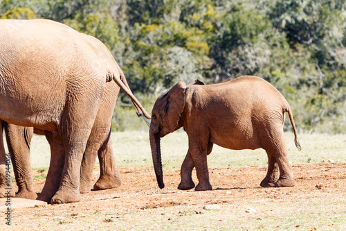 Baby elephant standing behind the others at the dam.